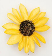 ハンドメイドフラワー 花材 とりよせ品 ソーラーひまわり(1袋8輪入り) ドライフラワー 花材 素材 材料 パ…