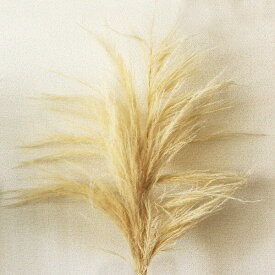 楽天市場 パンパス ドライ 花 ガーデン Diy の通販