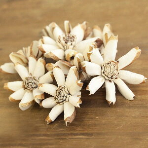 yP10{ 12/31܂ŁIz nhCht[ ԍ o \ DTN hCt[ \ \[[ Rf ԍ ޗ AW RT[W  uC_ [X nhCht