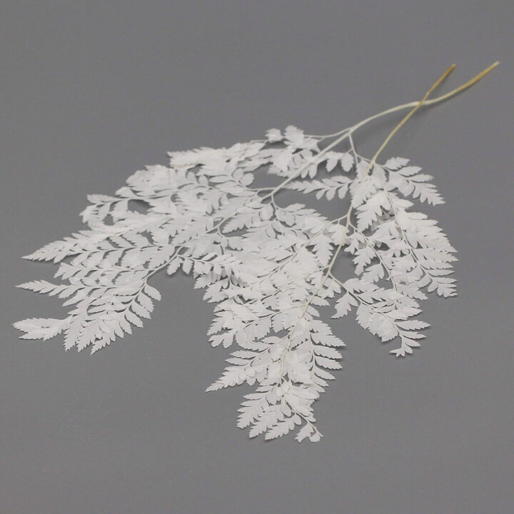 楽天市場 ドライフラワー グリーン 即日出荷 アスカ レザーファーン リーフ ドライフラワー クリームホワイトリーフ 葉 ドライフラワー スワッグ ブーケ ドライフラワー花束 花束 ナチュラル ドライフラワースワッグ リース アレンジ 花材 素材 材料 造花ドライ