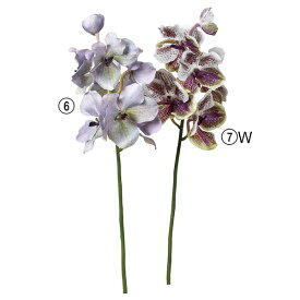 楽天市場 アスカ バンダの通販