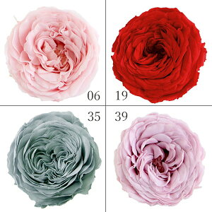 vU[uht[ ԍ oׁPrimavera iiK[f[Y [Y n[oE vU[uh[Y uU[uh Preserving i` o KN hC 