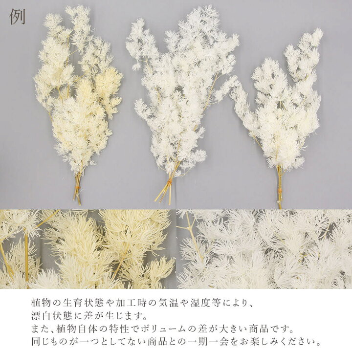 楽天市場】プリザーブドフラワー 花材 即日出荷 ミリオクラダス オフ 