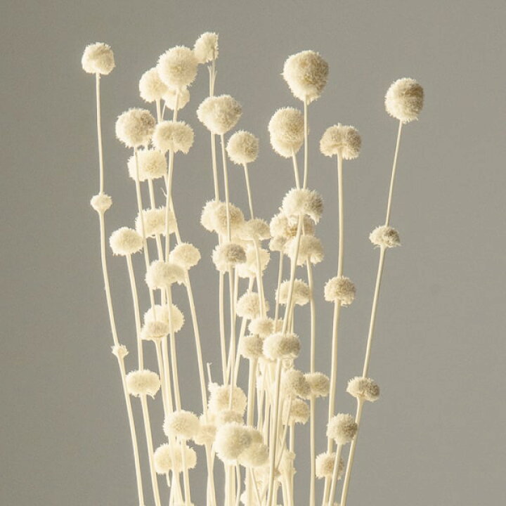 楽天市場 ドライフラワー 花材 即日出荷 大地農園 ポンポンフラワー 白ドライフラワー スワッグ ブーケ ドライフラワー花束 花束 ドライフラワースワッグ リース アレンジ 花材 素材 材料 花 パーツ アレンジメント ナチュラル 自然素材 装飾 花嫁 造花ドライ 楽天市場 ドライフラワー 花材 即日出荷 大地農園 ポンポンフラワー 白ドライフラワー スワッグ ブーケ ドライフラワー花束 花束 ドライフラワースワッグ リース アレンジ 花材 素材 材料 花 パーツ アレンジメント ナチュラル 自然素材 装飾 花嫁 造花ドライ