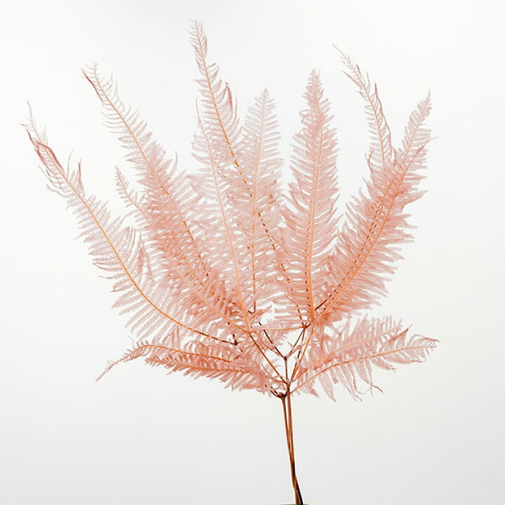 楽天市場 ドライフラワー 花材 即日出荷 大地農園 山シダ ピンクベージュシダ 葉 ドライフラワー プリザーブドフラワー スワッグ ブーケ ドライフラワー花束 花束 ドライフラワースワッグ リース アレンジ 花材 素材 材料 花 パーツ アレンジメント 造花ドライ 楽天市場 ドライフラワー 花材 即日出荷 大地農園 山シダ ピンクベージュシダ 葉 ドライフラワー プリザーブドフラワー スワッグ ブーケ ドライフラワー花束 花束 ドライフラワースワッグ リース アレンジ 花材 素材 材料 花 パーツ アレンジメント 造花ドライ