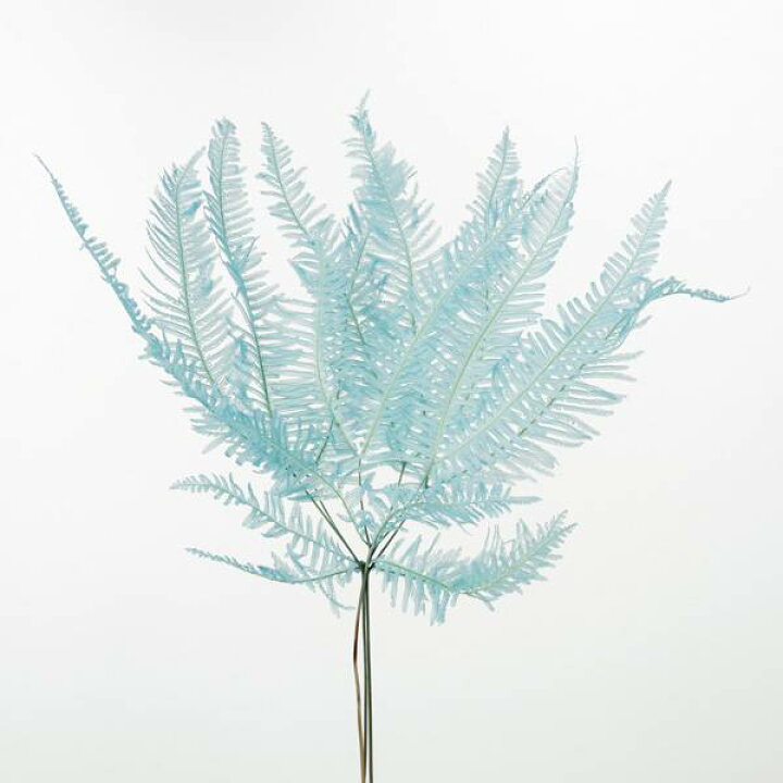 楽天市場 ドライフラワー 花材 即日出荷 大地農園 山シダ ベビーブルーシダ 葉 ドライフラワー プリザーブドフラワー スワッグ ブーケ ドライフラワー花束 花束 ドライフラワースワッグ リース アレンジ 花材 素材 材料 花 パーツ アレンジメント 造花ドライ 楽天市場 ドライフラワー 花材 即日出荷 大地農園 山シダ ベビーブルーシダ 葉 ドライフラワー プリザーブドフラワー スワッグ ブーケ ドライフラワー花束 花束 ドライフラワースワッグ リース アレンジ 花材 素材 材料 花 パーツ アレンジメント 造花ドライ