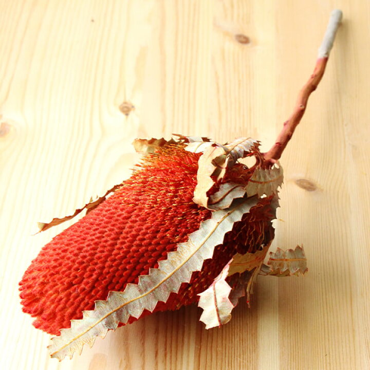 楽天市場 ドライフラワー 即日出荷 東方貿易 バンクシア オレンジドライ 自然素材 ナチュラルドライフラワー インテリア インテリアフラワー プリ プリザ プリザーブド ハーバリウム スワッグ ワークショップ 造花ドライフラワー専門問屋花びし