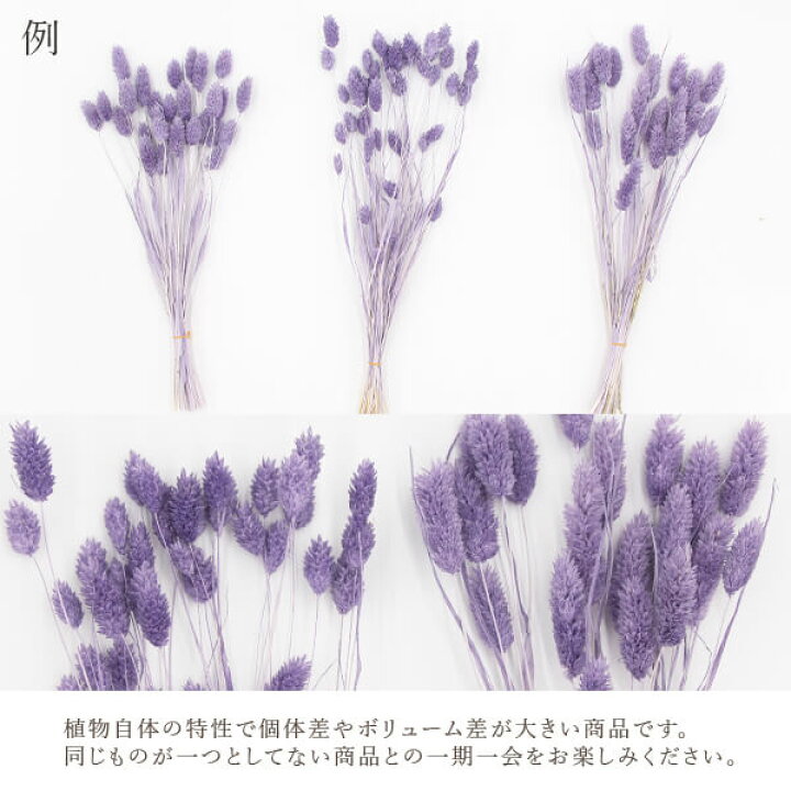 造花ドライフラワー専門問屋花びし《ドライフラワー 花材》 即日出荷 ドライフラワー エンジェルパープル 穂 ドライフラワー花束 花束 ポアプランツ スワッグ ブーケ 大地農園 花材 | パリの手紙Hラブピンクウルトラビバレッジスリム缶用絶縁体 | tk.gov.ba