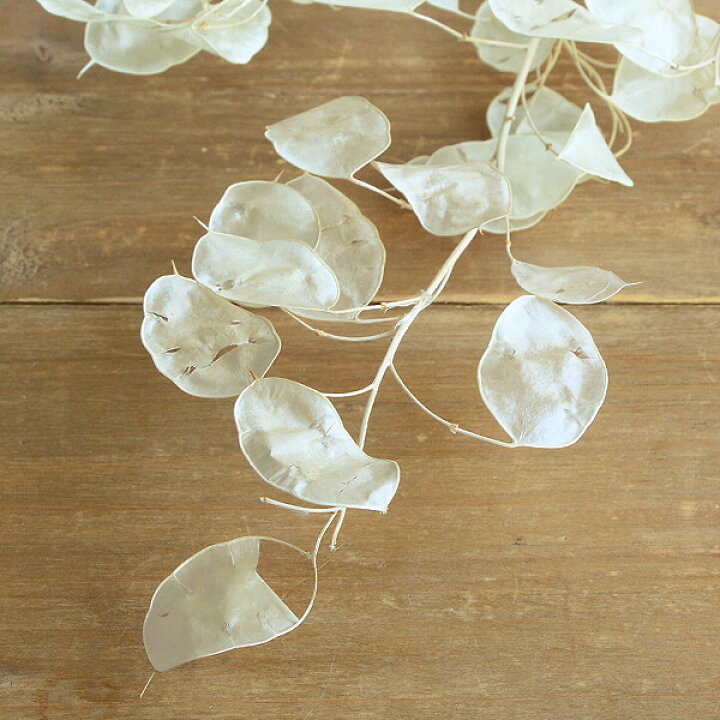 ドライフラワー 花材 即日出荷 Coretrading ルナリア サラシ スワッグ 花材 材料 素材 ドライフラワー 白 ホワイト 花 セール