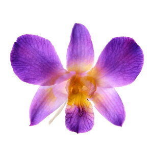 yP10{ 12/31܂ŁIz vU[uht[ ԍ Ƃ悹i ft@E\jA(6֓) ԍ f ޗ p[c hCt[ vU[uh hCt[ԑ [X AW DIY n