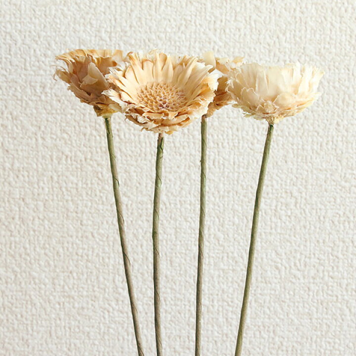 楽天市場 ドライフラワー 花材 即日出荷 東方貿易 コンパクタ ワイヤーステム ホワイトドライフラワー スワッグ ブーケ ドライフラワー花束 花束 ドライフラワースワッグ リース アレンジ 花材 素材 材料 花 パーツ アレンジメント ナチュラル 装飾 造花ドライ