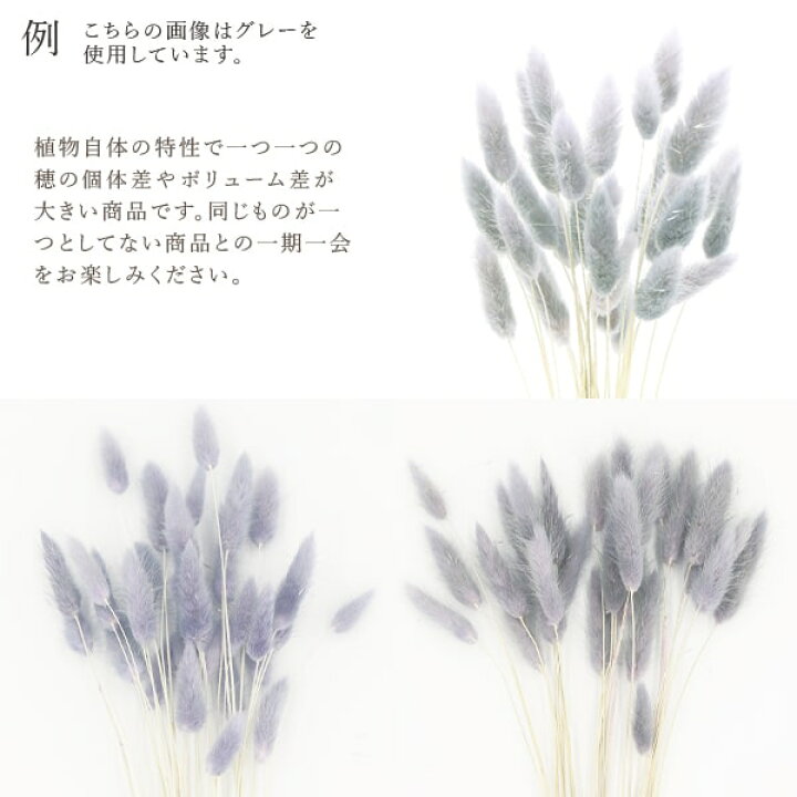 楽天市場 ドライフラワー 花材 即日出荷 Mono Gpラグラス ドライ グリーン穂 ドライフラワー スワッグ ブーケ ドライフラワー花束 花束 ふわふわ ドライフラワースワッグ リース アレンジ 花材 素材 材料 花 パーツ アレンジメント 自然素材 造花ドライフラワー