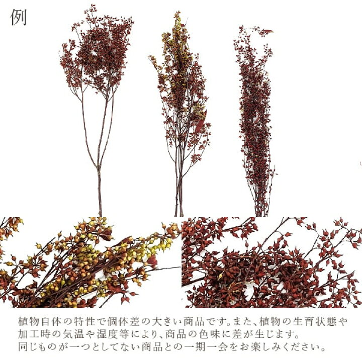 ドライフラワー 花材 ポアプランツ イエロー 黄 小分け ファラリス フロールエバー 材料 資材 ハンドメイド はこぽす対応商品