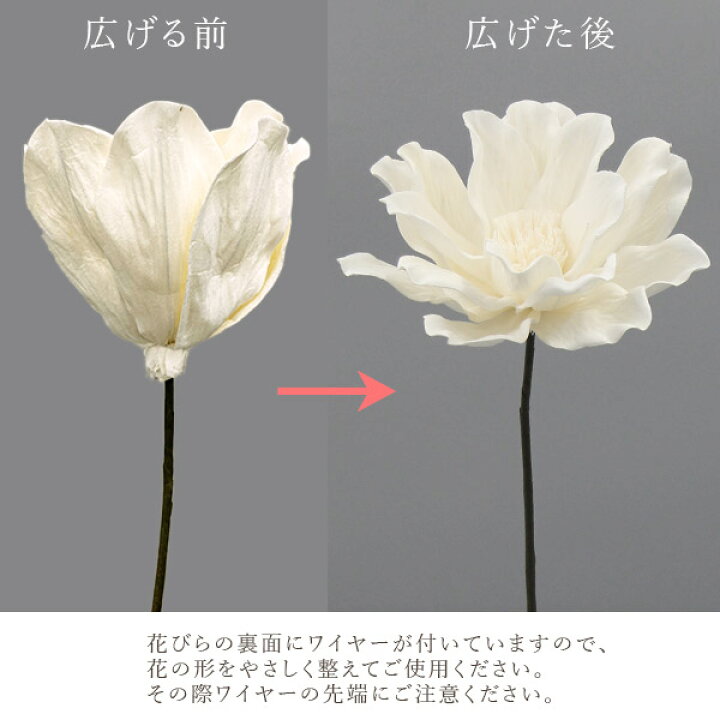 楽天市場 ハンドメイドフラワー 花材 とりよせ品 大地農園 ソーラーマグノリア 白ドライフラワー 白 ホワイト ソーラー ソーラーフラワー ソラフラワー 花材 材料 リース ブーケ 手作り ハンドメイド スワッグ ブーケ ドライフラワー花束 花束 花材 造花ドライ