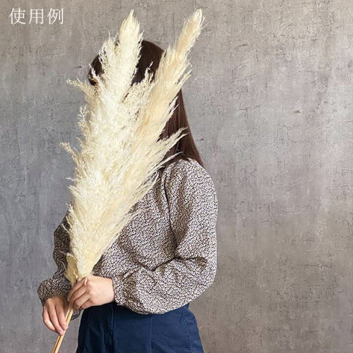 楽天市場】《ドライフラワー 花材》☆即日出荷☆アスカ パンパス クリームパンパス パンパスグラス 穂 インテリア ディスプレイ ナチュラルインテリア ドライフラワー アレンジ スワッグ ブーケ ブライダル ホワイト クリーム 白 ナチュラル アスカ 装飾 : 造花ドライ ... 楽天市場】《ドライフラワー 花材》☆即日出荷☆アスカ パンパス クリームパンパス パンパスグラス 穂 インテリア ディスプレイ ナチュラルインテリア ドライフラワー アレンジ スワッグ ブーケ ブライダル ホワイト クリーム 白 ナチュラル アスカ 装飾 : 造花ドライ ...