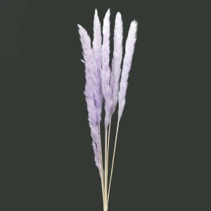 yP10{ 12/31܂ŁIz hCt[ ԍ o e[[h Cgx_[ XbO  ԍ p[c ޗ ԑ u[P ppXn  fBXvC  AXJ ASCA AXJ