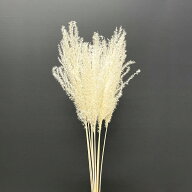 ドライフラワー 花材 即日出荷 ススキ サラシ (在庫限り) 穂 ドライフラワー スワッグ ブーケ ドライフラ…