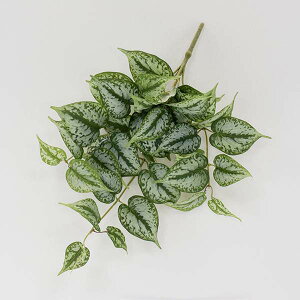 yP10{ 12/31܂ŁIz  O[ Ƃ悹i XL_vTXoC tFCNO[ CeAO[ [t p[c CeAt[ tFCNt[ VNt[ A[gt