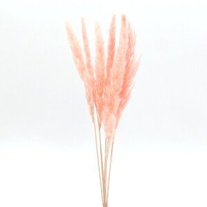 yP10{ 12/31܂ŁIz hCt[ ԍ o e[[h N[sN XbO  ԍ p[c ޗ ԑ u[P ppXn  fBXvC f AXJ ASCA AXJ