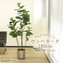 楽天市場】ウンベラータ 180の通販