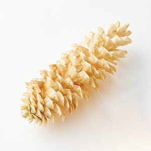 hCt[ ԍ Ƃ悹i VK[pCR[(1) ؂̎ t[c ʎ ibc hC Rf hCt[ i`hCt[ CeA n_