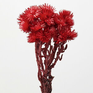 ドライフラワー 花材 とりよせ品 シルバーデージー 花材 素材 材料 パーツ シルバーデイジー 赤 ドライフラワー スワッグ ブーケ ドライフラワー花束 リース 装飾 大地農園