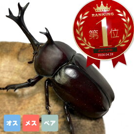 カブトムシ オス メス ペア 選択可能【山口県産】 生体 成虫 国産 販売 昆虫 飼育 観賞 国産 成虫 生体 ♂ ♀ フリーサイズ WD個体 ブリード個体 新成虫 人気