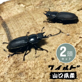 コクワガタ メス ♀ 2頭セット 【山口県産 WD個体】 フリーサイズ 国産 販売 生体 成虫 販売 昆虫 飼育 観賞 こくわがた 夏 虫取り 昆虫採集 かわいい 小型 産卵 繁殖