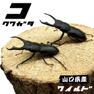 コクワガタ オス ♂ 【山口県産・WD個体】 生体 成虫 国産 販売 ワイルド 2026採集品 頭数 サイズ選択可…
