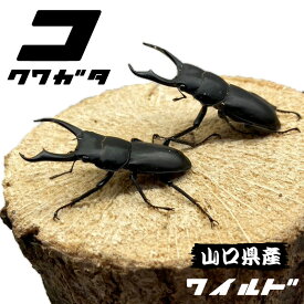 コクワガタ オス ♂ 【山口県産・WD個体】 生体 成虫 国産 販売 ワイルド 2025採集品 頭数 サイズ選択可能 昆虫 飼育 観賞 こくわがた 夏 虫取り 昆虫採集 かわいい 小型 中型 大型 国産コクワガタ クワガタムシ