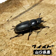 コクワガタ メス ♀ 【WD個体】 国産コクワガタ 販売 生体 成虫 サイズ選択 販売 生体 成虫 昆虫 飼育 観…