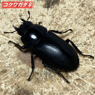 コクワガタ メス ♀ 【山口県産・ブリード個体】 サイズ 選択可 国産 販売 生体 成虫 販売 生体 成虫 昆…