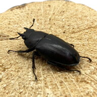 ノコギリクワガタ ♀ メス 【山口県産・WD個体・サイズ選択】 国産 販売 生体 成虫 産卵 昆虫 飼育 観賞 …