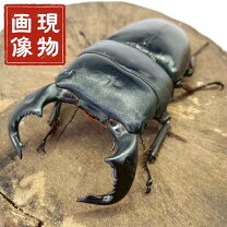 大型テイオウヒラタクワガタ♂️104mm♀️フリーサイズ ペア