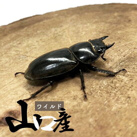 ヒラタクワガタ メス ♀ 【山口県産・WD個体】 サイズ選択 生体 成虫 国産 販売 昆虫 飼育 観賞 産卵 血の入れ替え等に