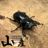 ヒラタクワガタ メス ♀ 【山口県産・WD個体】 サイズ選択 生体 成虫 国産 販売 昆虫 飼育 観賞 産卵 血…