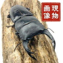 楽天市場】能勢srの通販