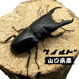 ヒラタクワガタ ♂ オス 【山口県産 WD個体】 サイズ選択可 本土ヒラタ 国産 生体 成虫 販売 昆虫 飼育 観賞 2025採集個体 平鍬形 クワガタムシ