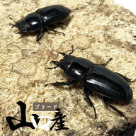 ヒラタクワガタ メス ♀ サイズ選択可 ブリード個体 【山口県産】 国産 販売 生体 成虫 昆虫 飼育 観賞 …