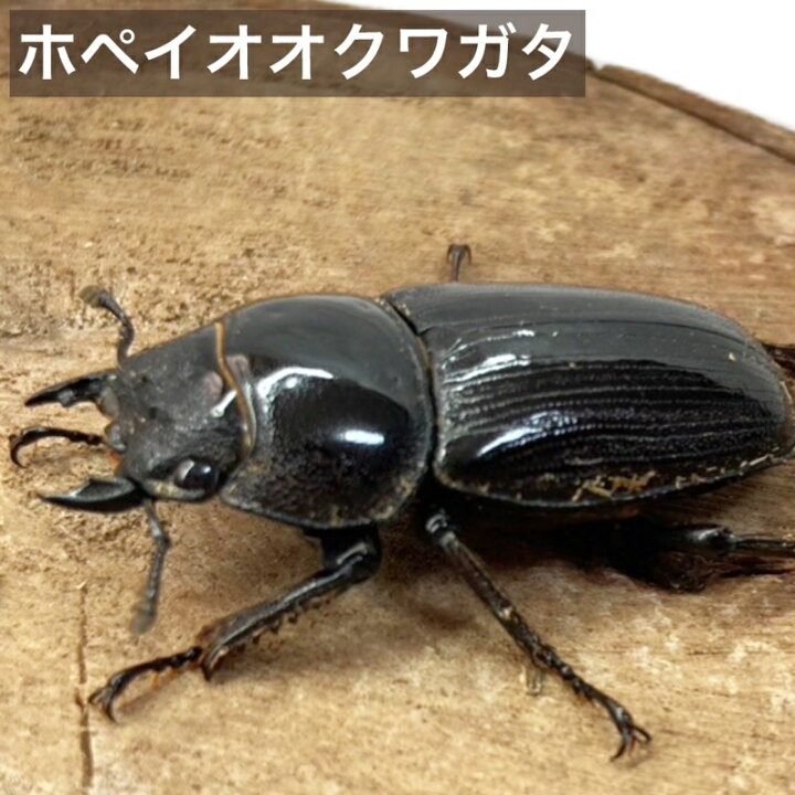 楽天市場】ホペイオオクワガタ メス ♀ 【北峰産】 成虫 サイズ選択 外 