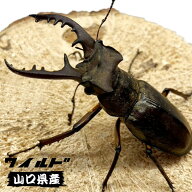 ミヤマクワガタ オス ♂ 中型 【山口県産・WD個体】 【50～60mm サイズ選択】 生体 成虫 国産 販売 昆虫 …