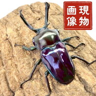 ニジイロクワガタ 【現物画像】写真の個体が届きます クワガタ 外国産 販売 生体 成虫 個体 ブリード 個…