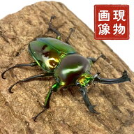 ニジイロクワガタ 【現物画像】写真の個体が届きます クワガタ 外国産 販売 生体 成虫 個体 ブリード 個…