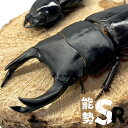 オオクワガタ ペア 【能勢 SR】 大型血統 【オス サイズ選択可】 新成虫 オス メス クワガタ 国産 販売 生体 成虫 大…