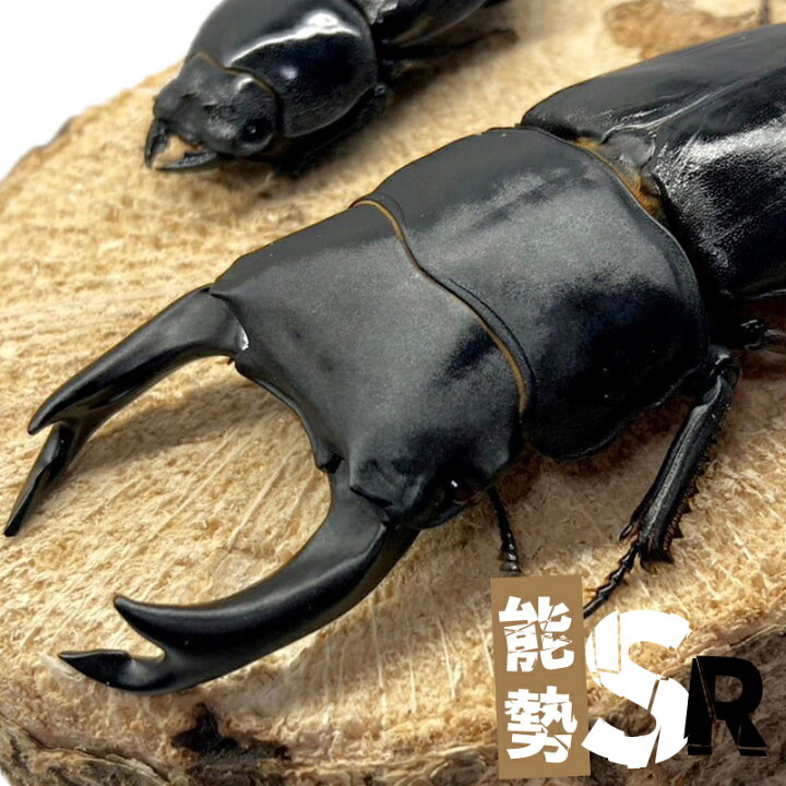 楽天市場】オオクワガタ ペア 【能勢 SR】 大型血統 【オス サイズ選択  