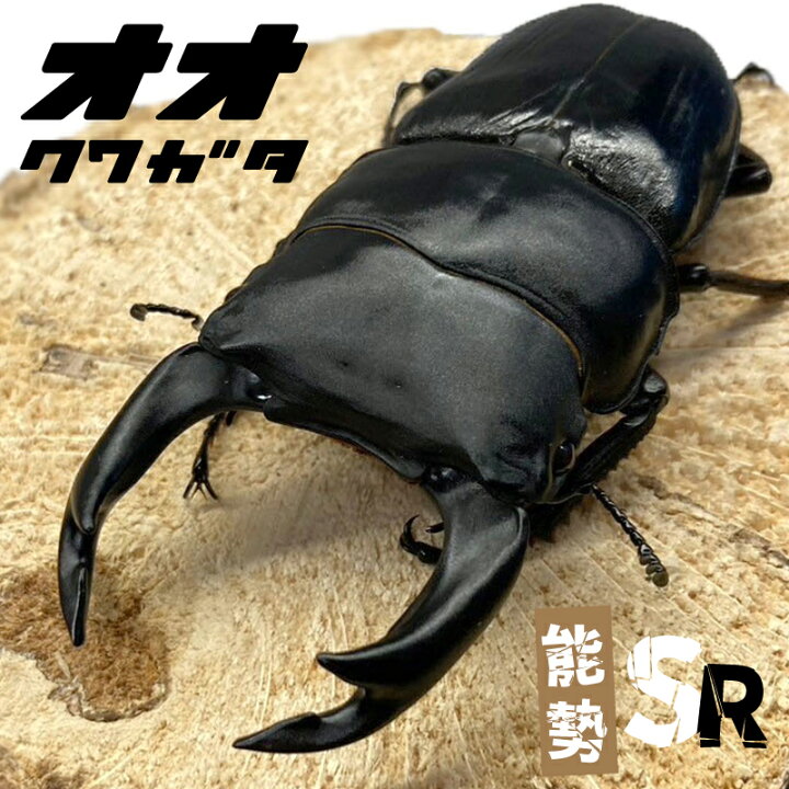 楽天市場】オオクワガタ ペア 【能勢 SR】 大型血統 【オス サイズ選択 
