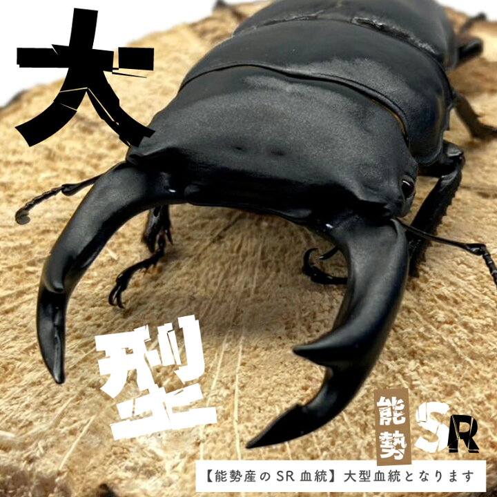 楽天市場】オオクワガタ ペア 【能勢 SR】 大型血統 【オス サイズ選択 