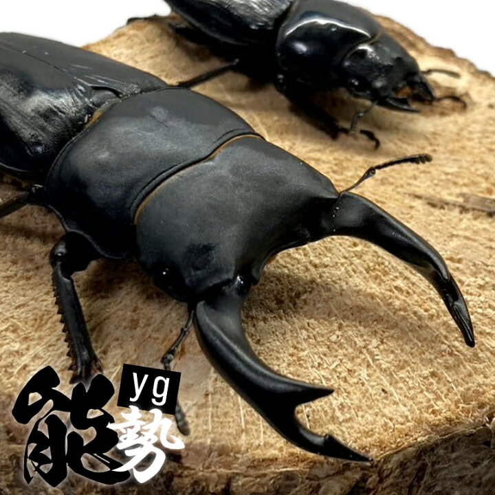楽天市場】オオクワガタ ペア 【能勢 YG】 大型血統 【オス サイズ選択  