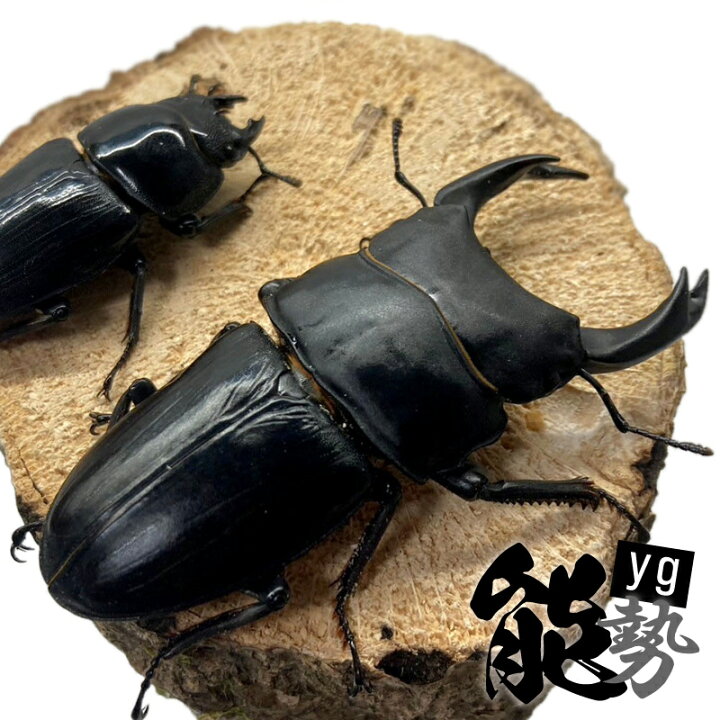 楽天市場】オオクワガタ ペア 【能勢 YG】 大型血統 【オス サイズ選択  