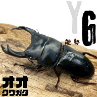 オオクワガタ オス 【能勢YG血統】大型血統 【オス サイズ選択可】国産オオクワガタ オス クワガタ 国産 …